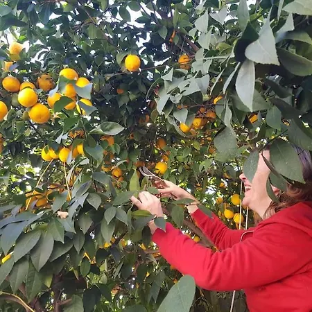 Centrally Located Lemon House Tirana