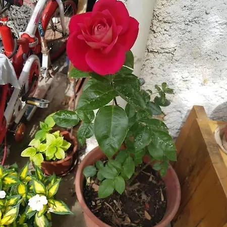 Centrally Located Lemon House Tirana